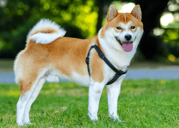 Shiba inu with body harness standing on the lawn