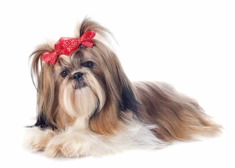 Shih Tzu dog breed with red ribbon on white background