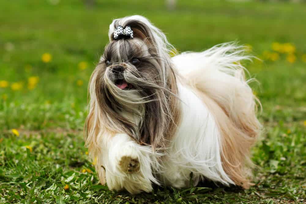 Shih tzu dog breed running on the lawn