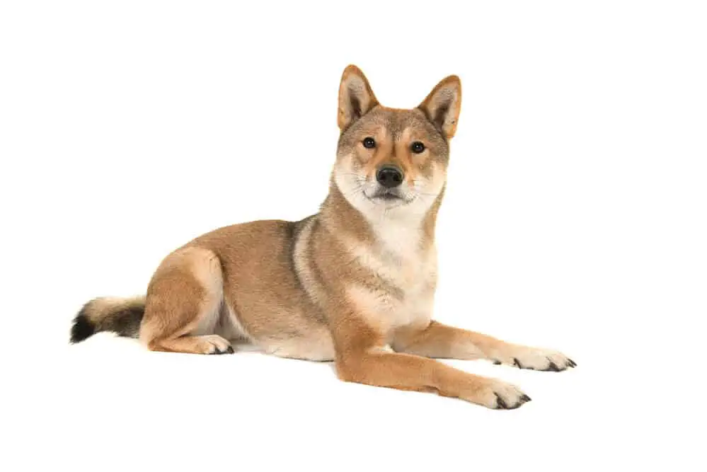 Shikoku Dog lying on white background