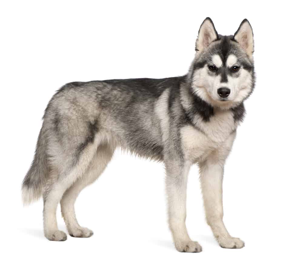 Siberian Husky standing against a white background