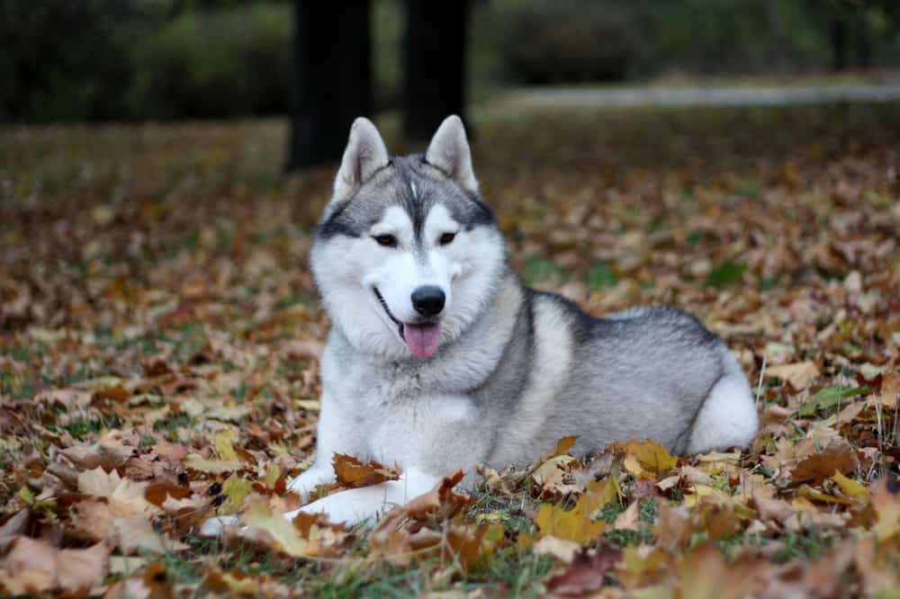 Siberian husky in the forest