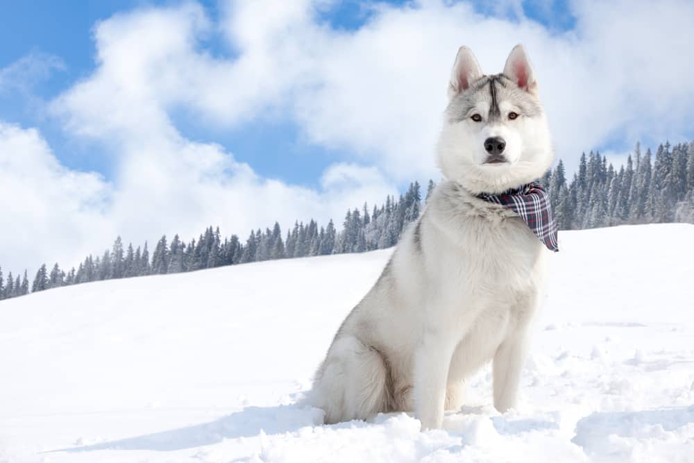 Siberian husky in the snowy field