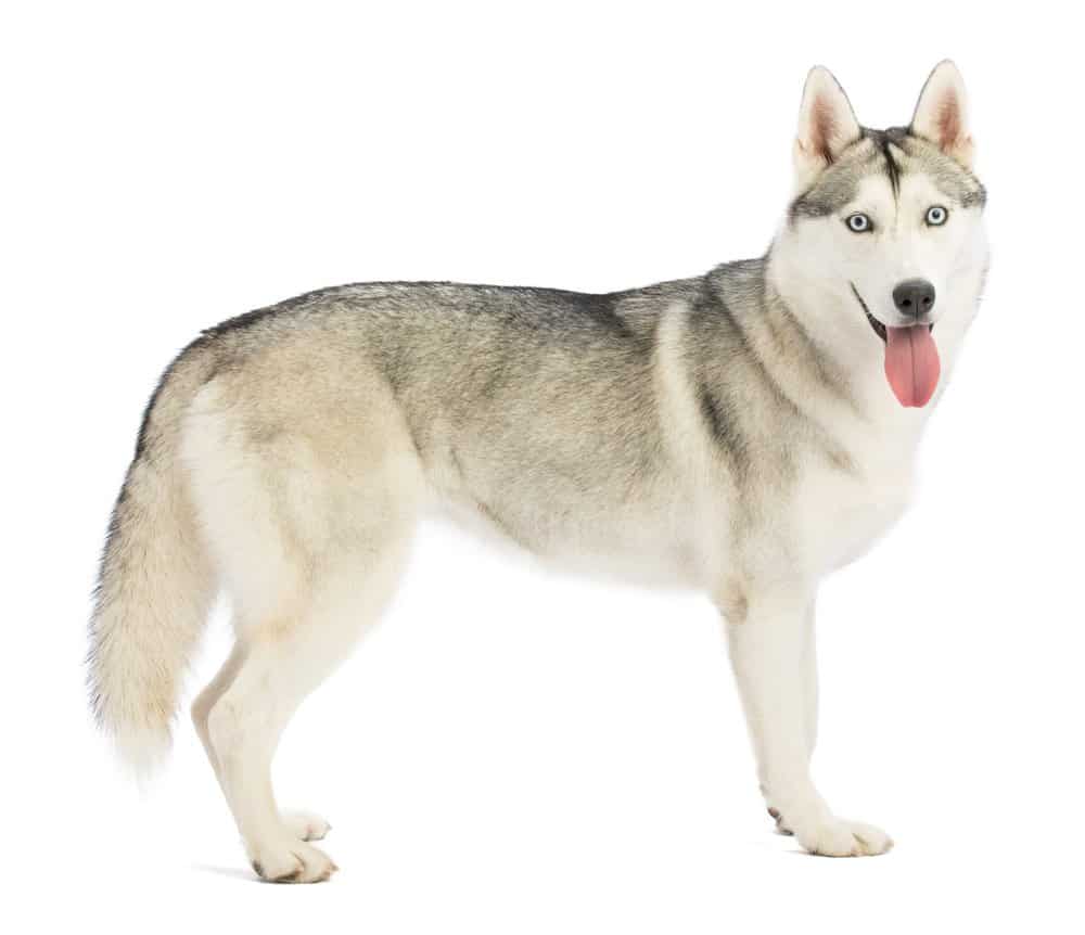 Siberian husky on white background