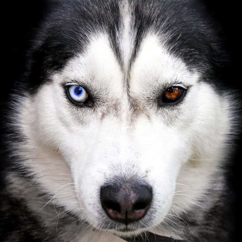 Siberian husky portrait with different eye colors