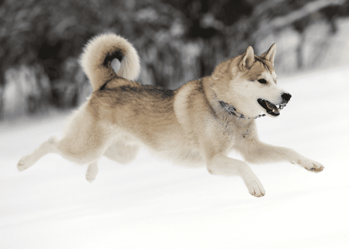 Siberian husky running in the snow 