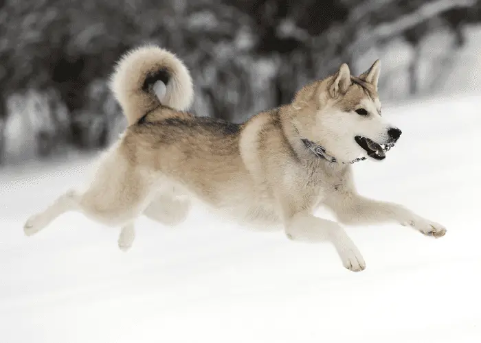 Siberian husky running in the snow