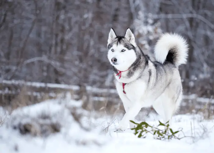 Siberian husky walking in the snow