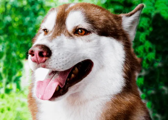 Siberian husky with its tongue out in the bush