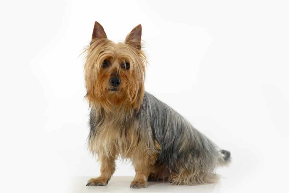 Australian Silky Terrier photographed in front of light gray background