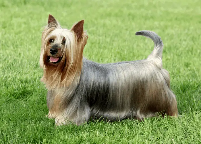 silky terrier standing on the lawn
