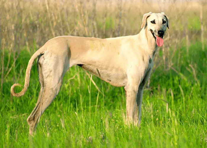 Sloughi standing behind tall grasses in the field