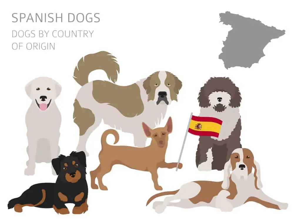 Spanish dog breeds
