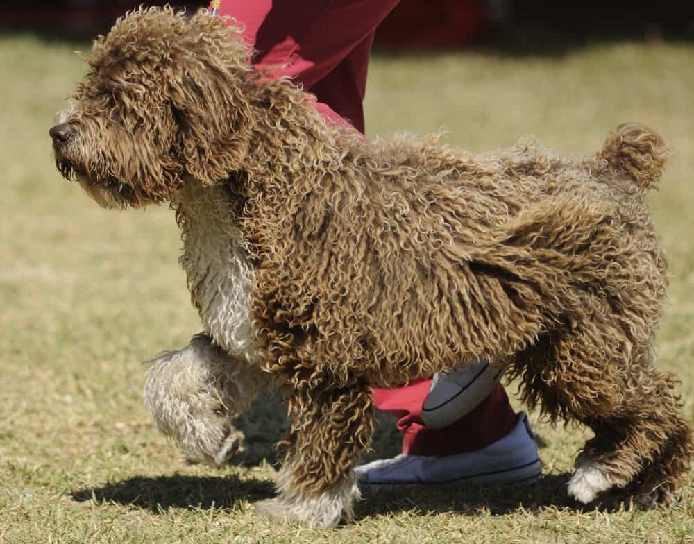 Spanish water dog on a leash with its owner