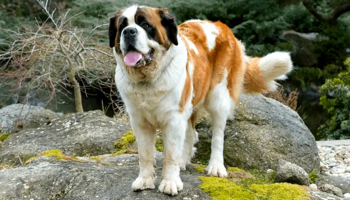 St. Bernard dog standing on a rock