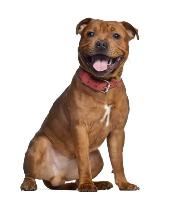 Staffordshire Bull Terrier with red collar image on white background