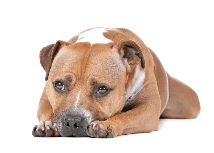 Staffordshire bull terrier close up image on white background