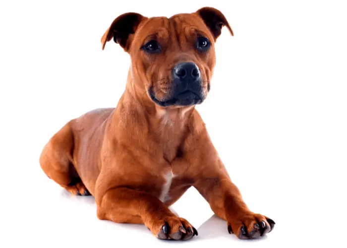 Staffordshire bull terrier image on white background