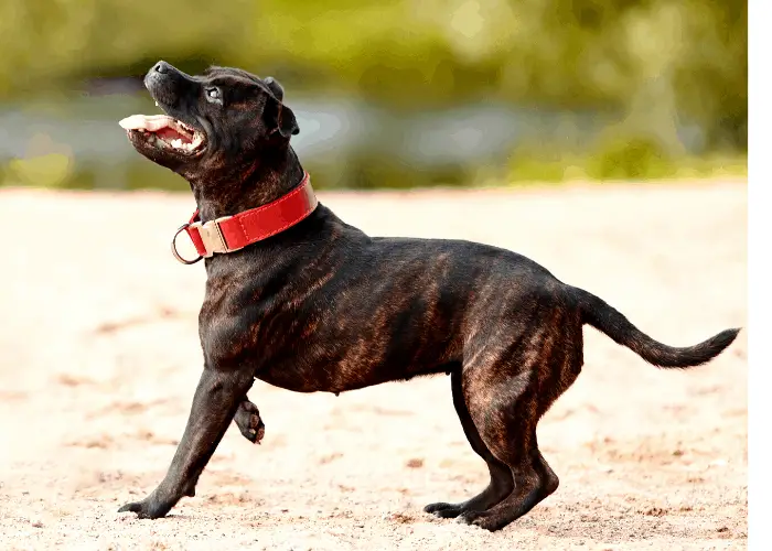  Staffordshire bull terrier on the beach