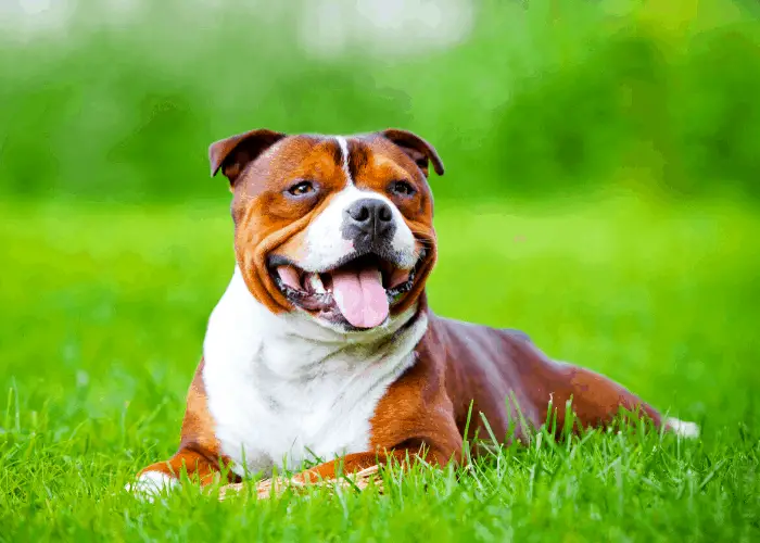 Staffordshire bull terrier on the green grass