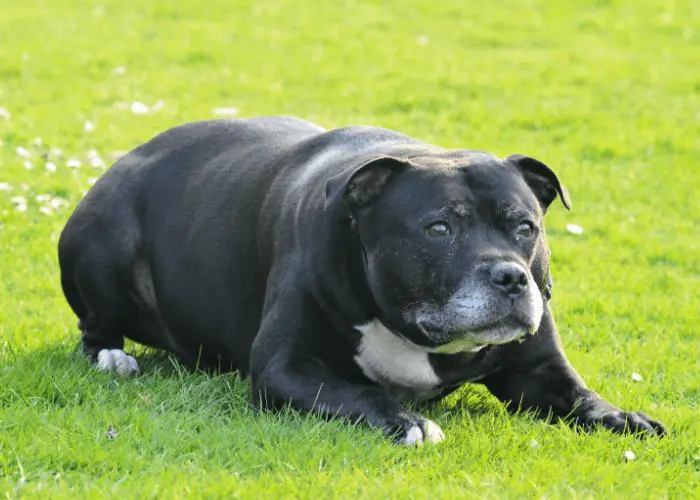 Staffordshire bull terrier on the park lawn
