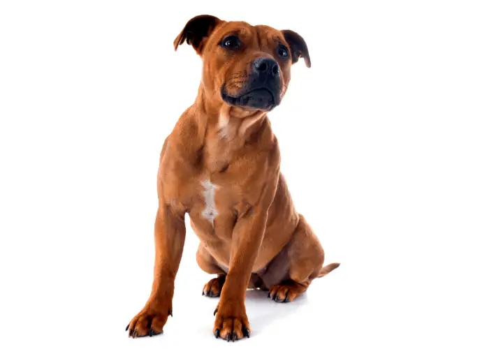 Staffordshire bull terrier photo on a white background