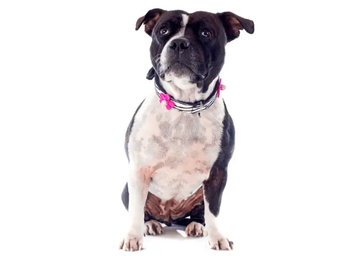 Staffordshire bull terrier with artistic leash on white background