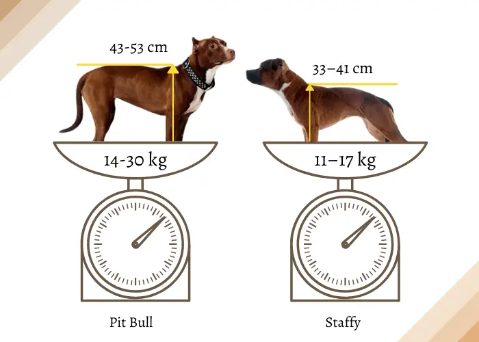 Staffy vs Pitbull height and weight Comparison infographic