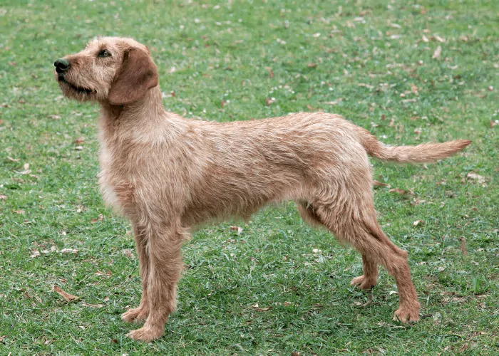 Styrian Coarse-Haired Hound standing on the lawn