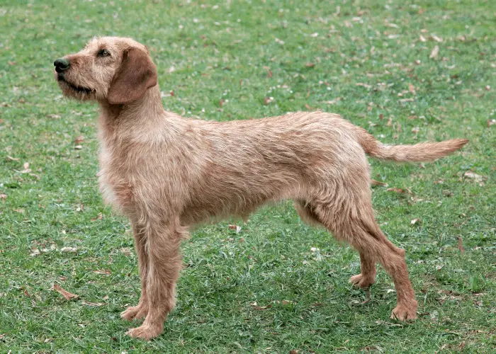 Styrian Coarse-Haired Hound standing on the lawn