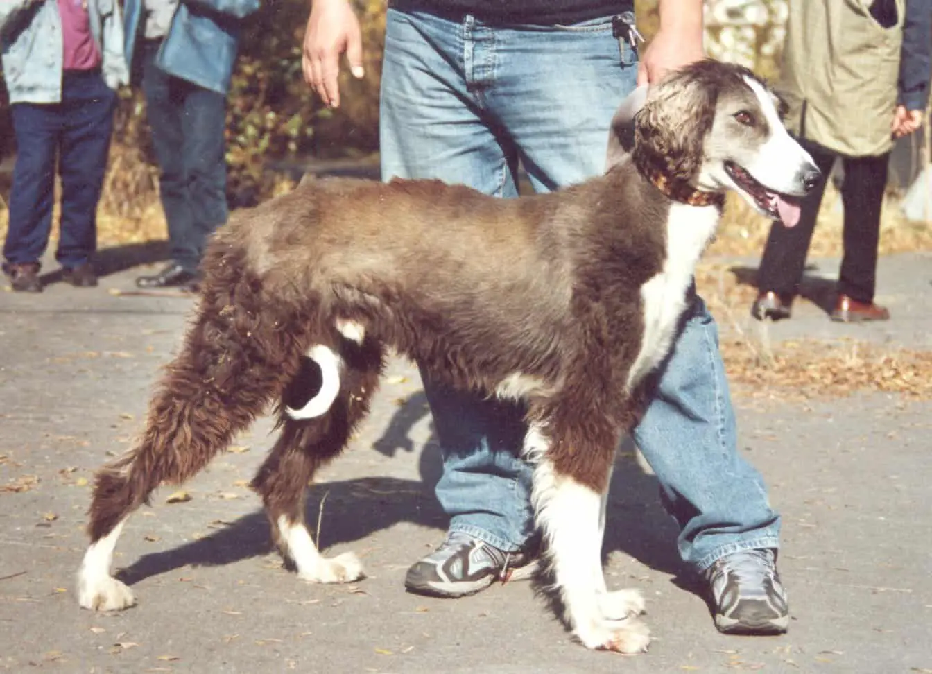 Taigan Dog with owner