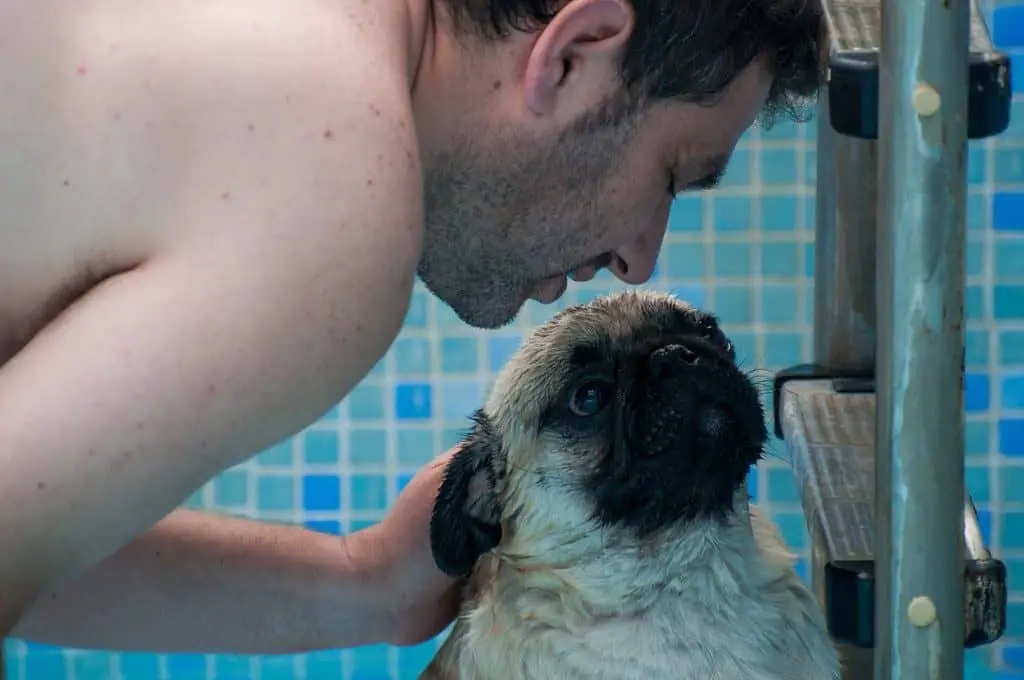 Teaching a pug to swim