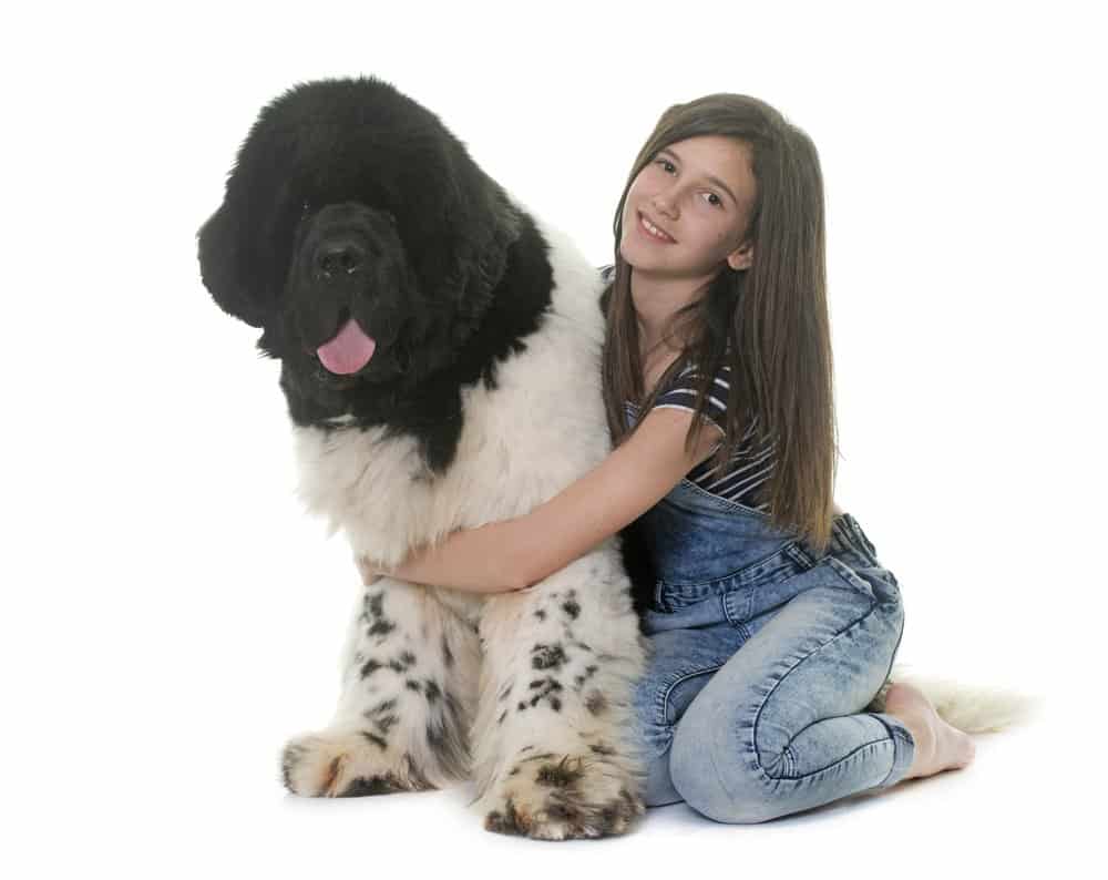 Teenager and newfoundland dog on white background