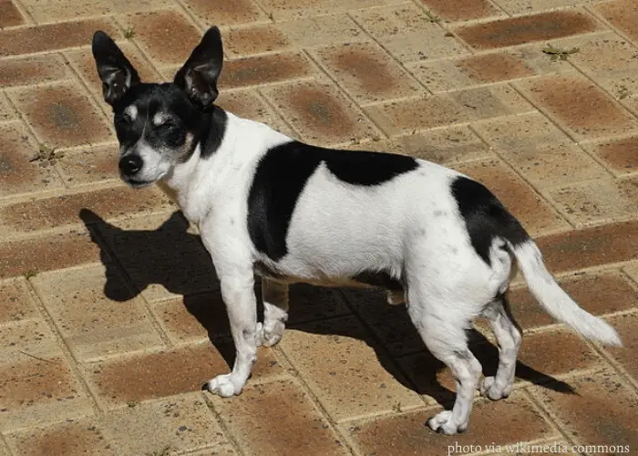 Tenterfield terrier named Scooter looking behind.