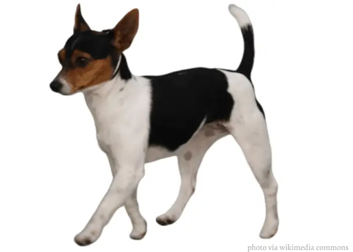 Tenterfield terrier walking on a white background