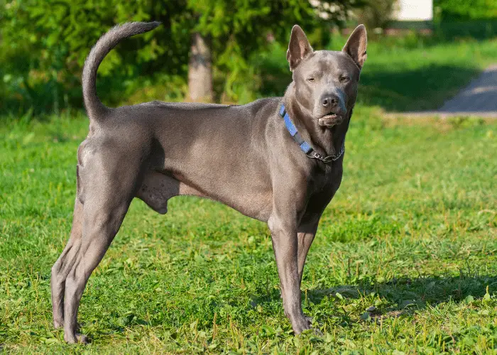 <keywordmarkbg>Thai Ridgeback</keywordmarkbg> on the lawn