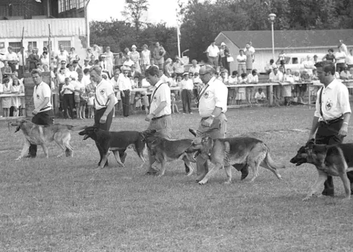 The Club for German Shepherd Dogs vintage photo