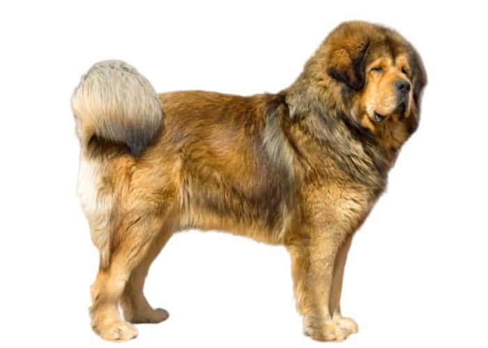 Tibetan Mastiff in front of white background