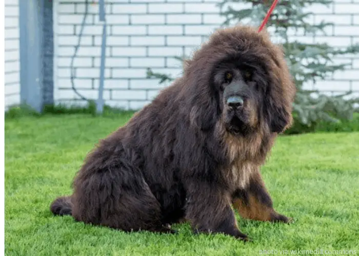 Tibetan Mastiff with red leash on the lawn