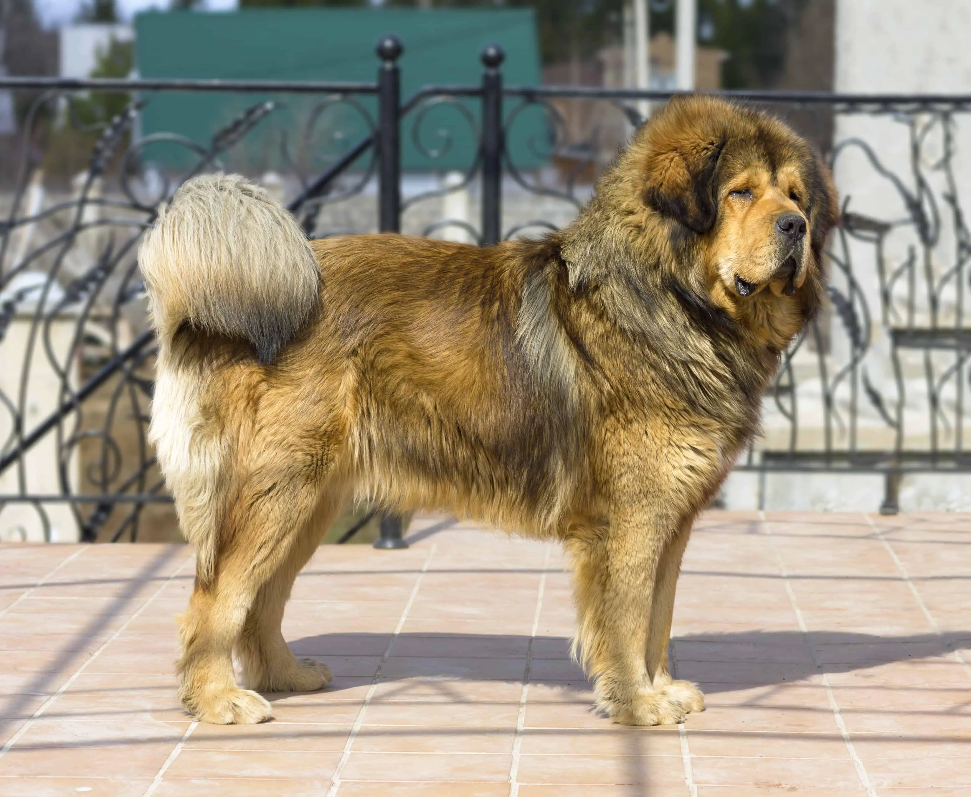 Tibetan Mastiff standing
