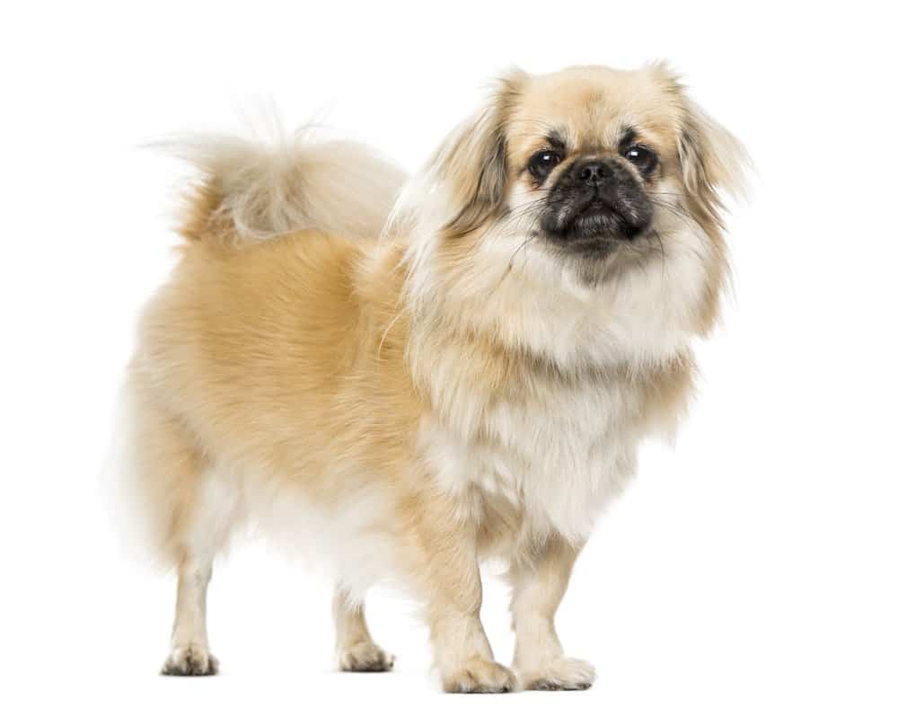 Tibetan Spaniel photographed against a white background