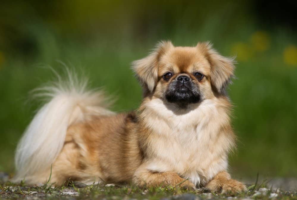 Tibetan Spaniel dog sitting on grass