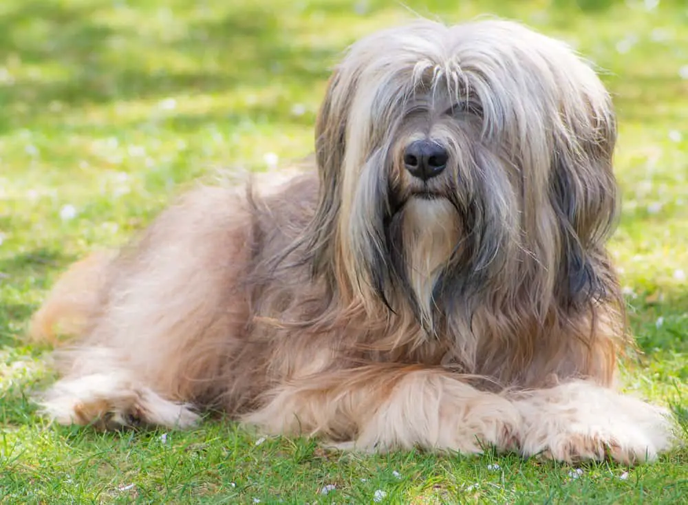 Tibetan Terrier sitting on the lawn