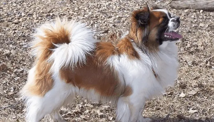 Tibetan spaniel named Buddy