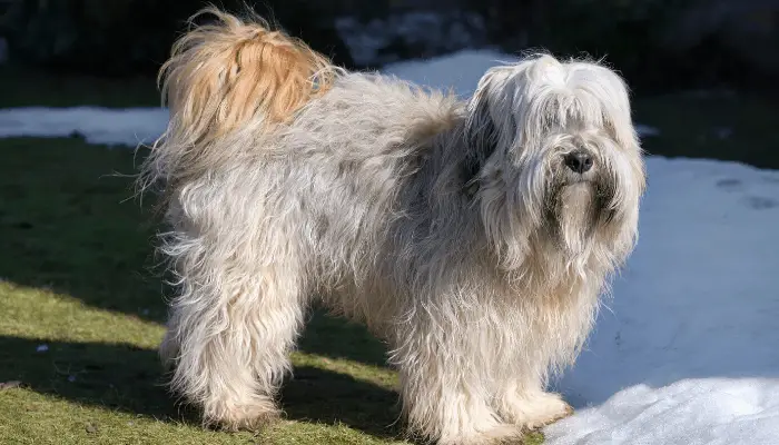 Tibetan terrier in winter