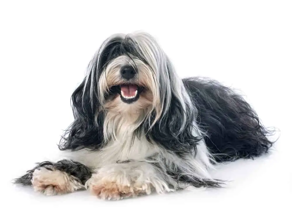 Tibetan terrier photographed against a white background