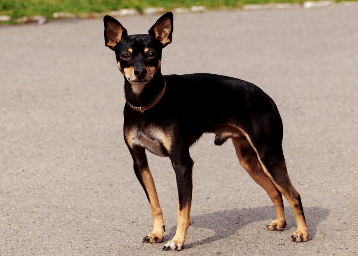 Toy Manchester Terrier standing on the ground