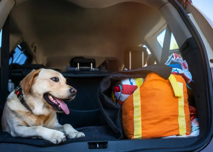 Travel adventure with your dog