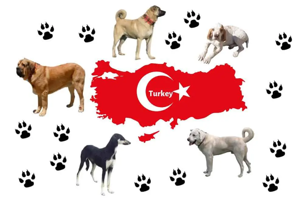 5 Turkish Dog Breeds image