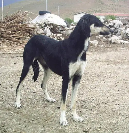 Turkish Tazi standing on the ground